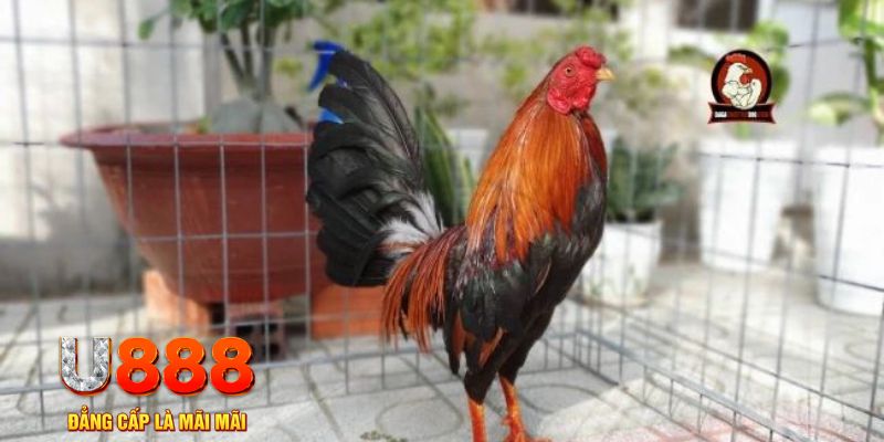 ee8801 game máy bay nổ hũ