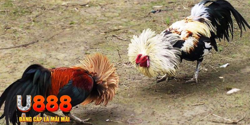 ee8801 game nổ hũ là gì